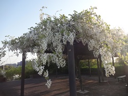 遠州豊田SAの藤もキレイに咲いている