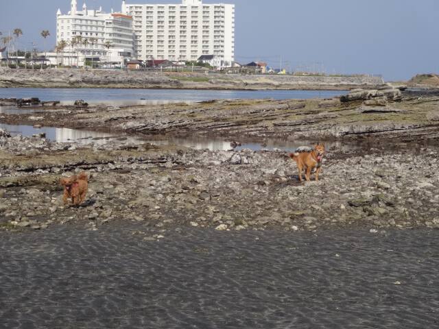 ホテルの向うに見える海辺へ散策