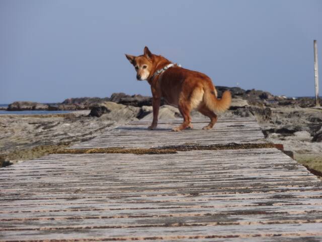 海辺までの橋にビビりまくるミックス犬