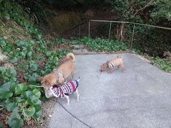 太陽人の裏山で遊ぶ３匹の犬