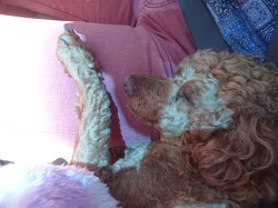 運転手の膝で寝る犬